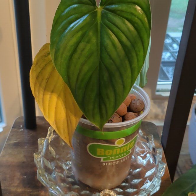 Photo of the plant species Philodendron Silver Dust by @demonreach named Homer on Greg, the plant care app