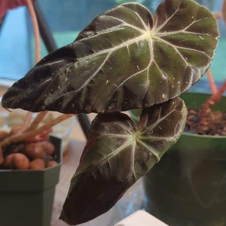 Photo of the plant species Burkill's Begonia by @demonreach named Bodhi dark form on Greg, the plant care app