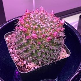 Photo of the plant species Mammillaria by @Geekysparkle named Harry on Greg, the plant care app