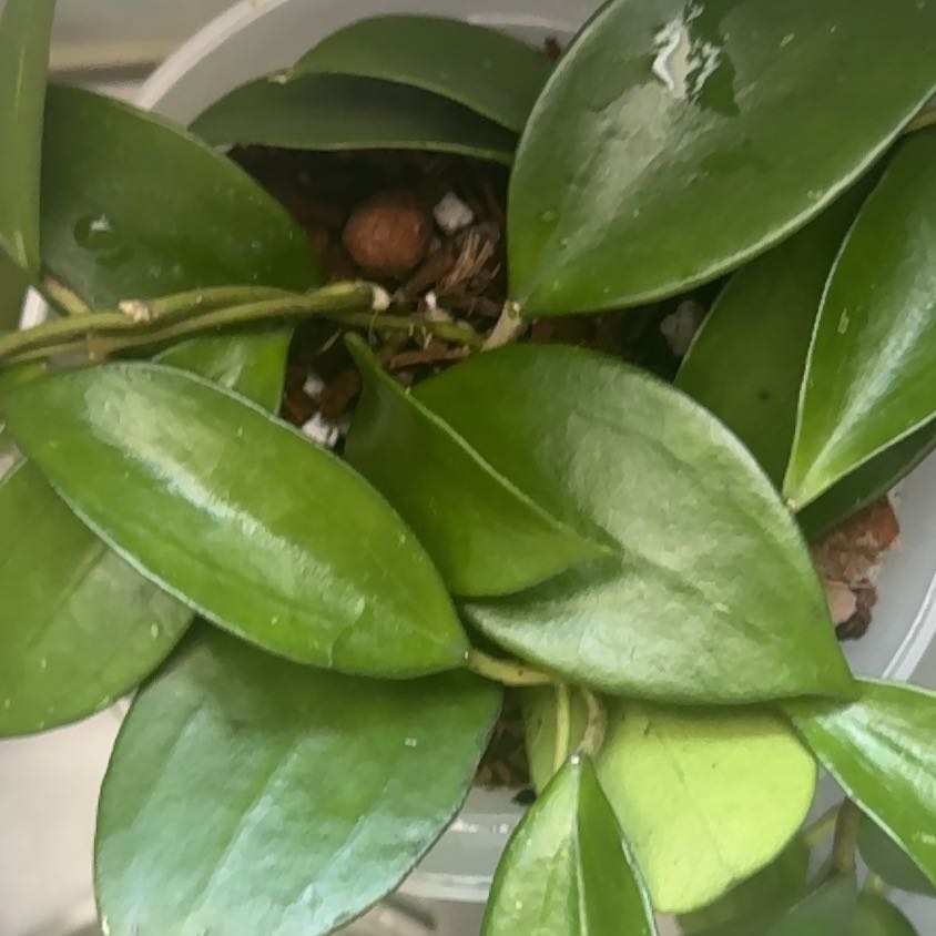 Photo of the plant species Hoya pottsii 'Khao Yai' by @Geekysparkle named Sol on Greg, the plant care app
