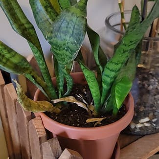 Snake Plant plant in Circleville, Ohio