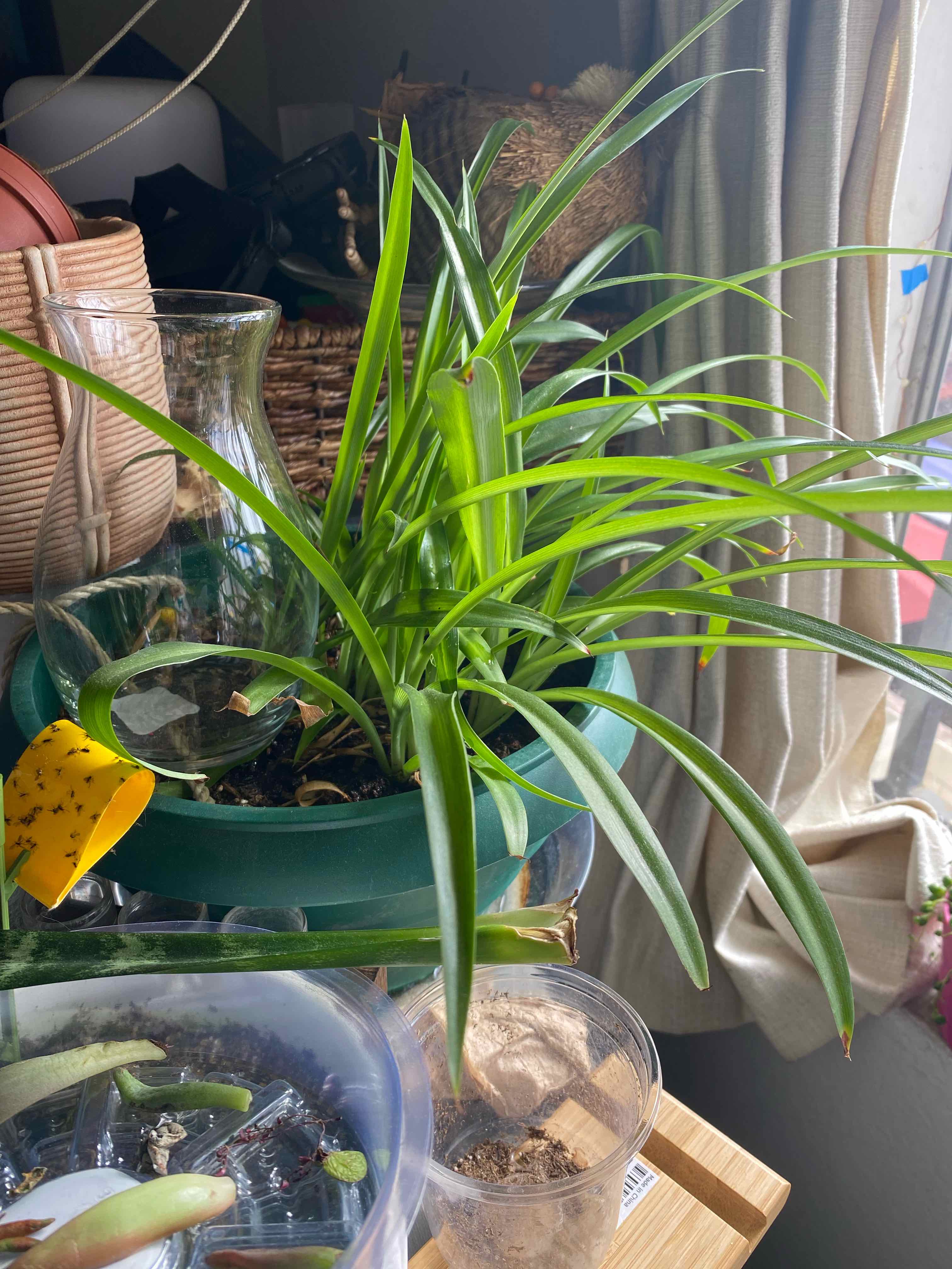 Beach Spiderlily plant in a green pot indoors near a window, with healthy green leaves.