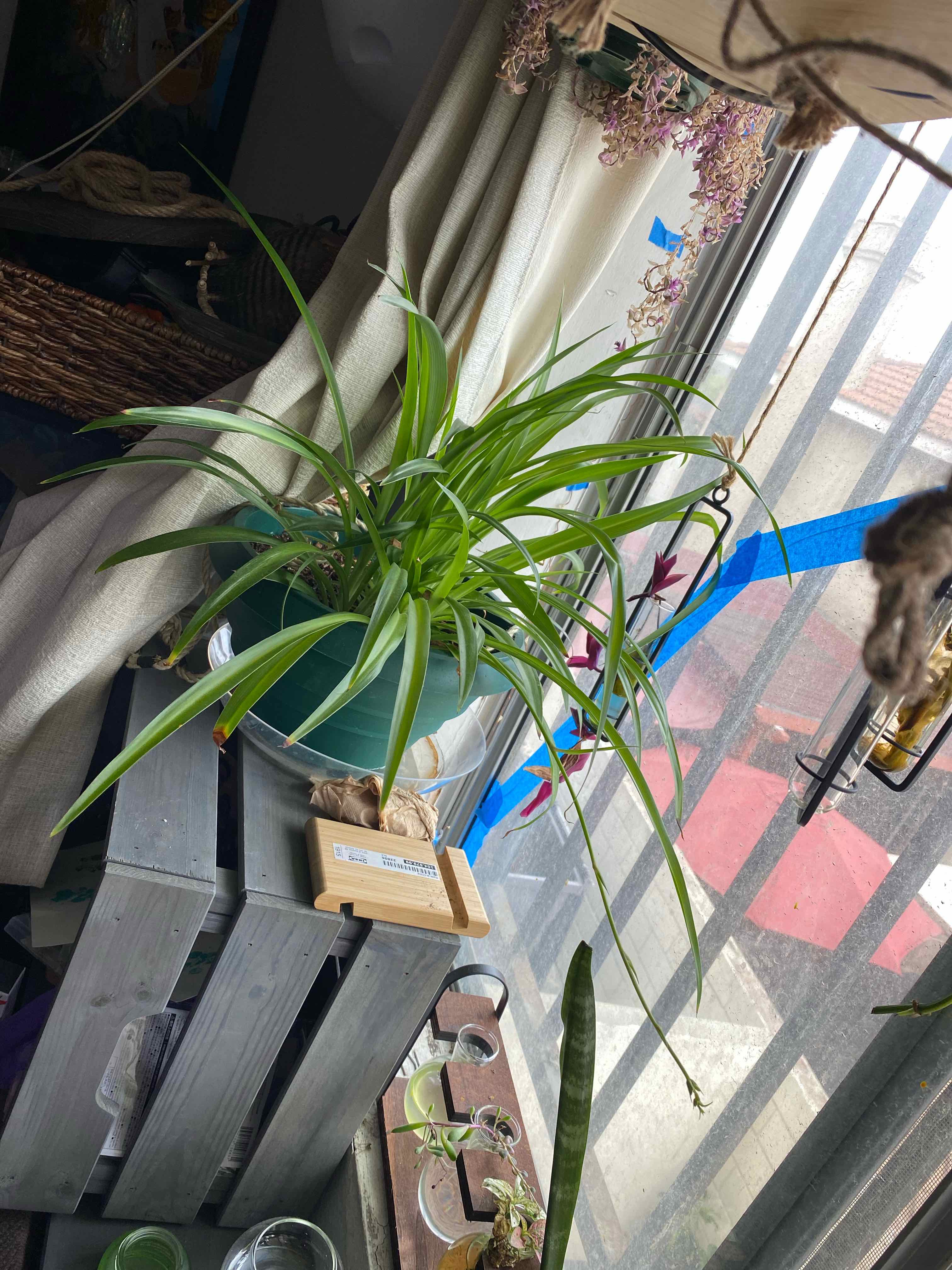 Beach Spiderlily plant indoors near a window, in a pot on a wooden stand.