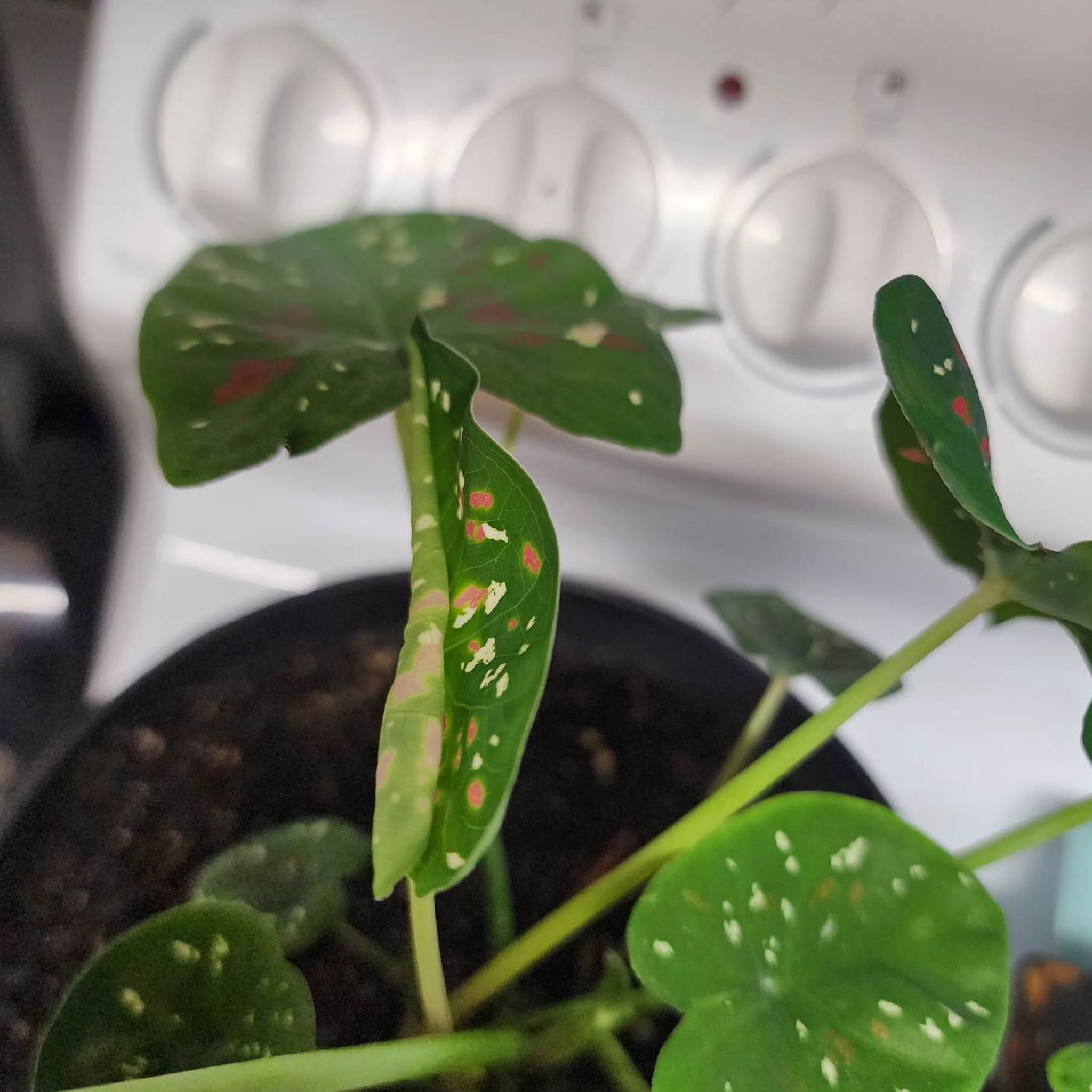 Photo of the plant species Party Punch by @pleaseletitgrow named Leonardo on Greg, the plant care app