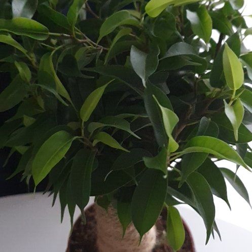Photo of the plant species Anastasia Weeping Fig by @SteamyClusia named Nasty on Greg, the plant care app