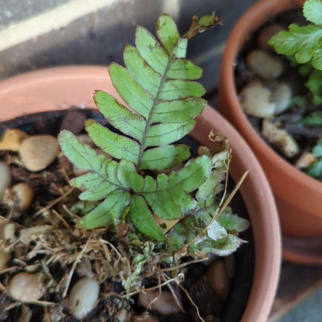 Photo of the plant species Licorice Fern by @TotalCornplant named Diana on Greg, the plant care app