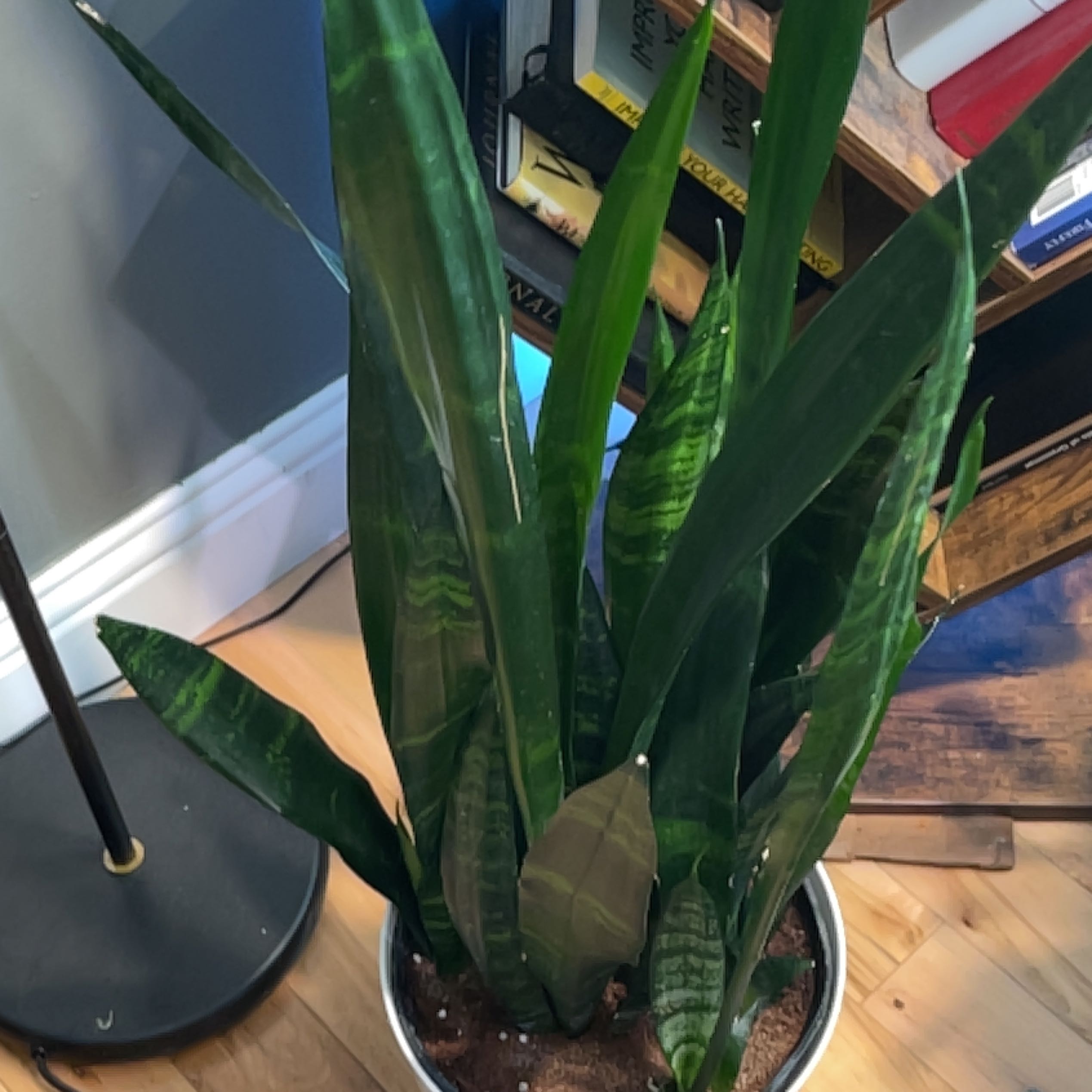 Photo of the plant species Snake Plant Zulu by @UnabashedKiekie named da Vinci on Greg, the plant care app