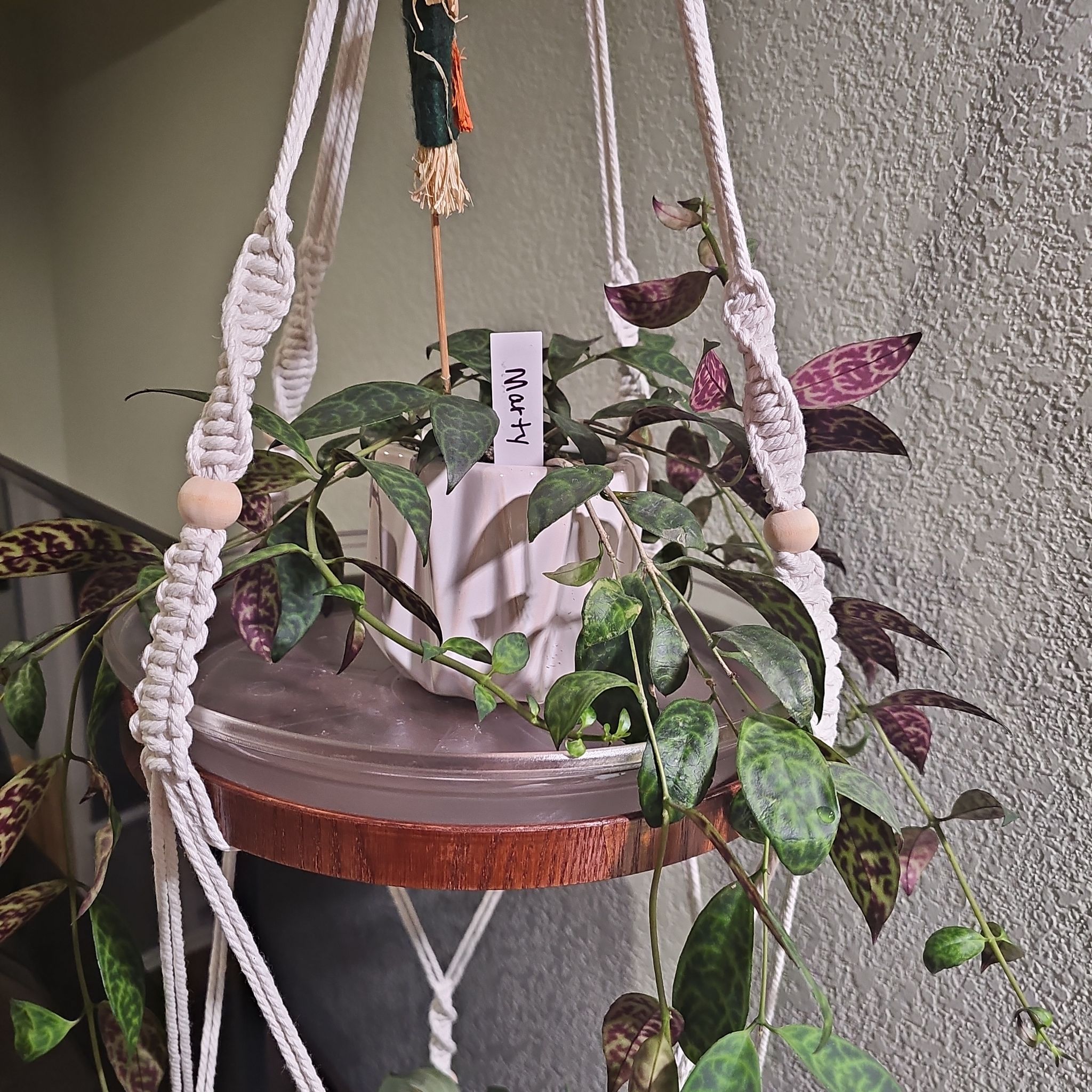 Photo of the plant species Zebra Basket Vine by @SlinkyRambutan named Marty on Greg, the plant care app