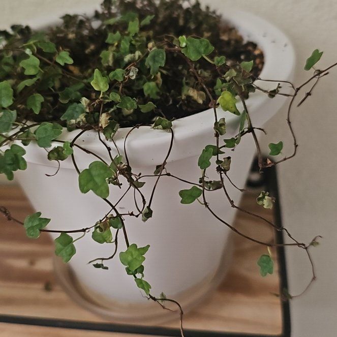 Photo of the plant species Ficus 'String of Frogs' by @SlinkyRambutan named Kermit on Greg, the plant care app