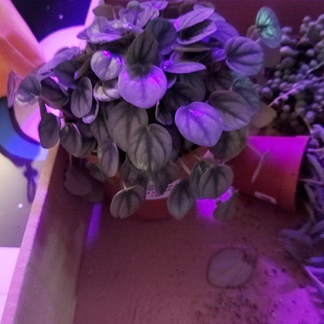 Photo of the plant species Peperomia 'Little Toscani' by @SocialDamiana named Elina on Greg, the plant care app
