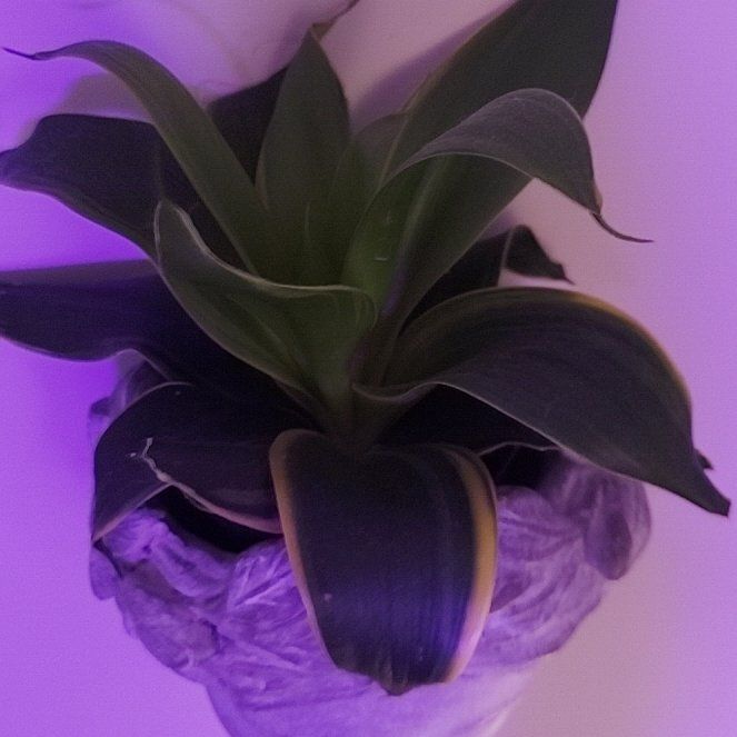 Photo of the plant species Sansevieria 'Hahnii Jade Marginata' by @SocialDamiana named Tolkien on Greg, the plant care app