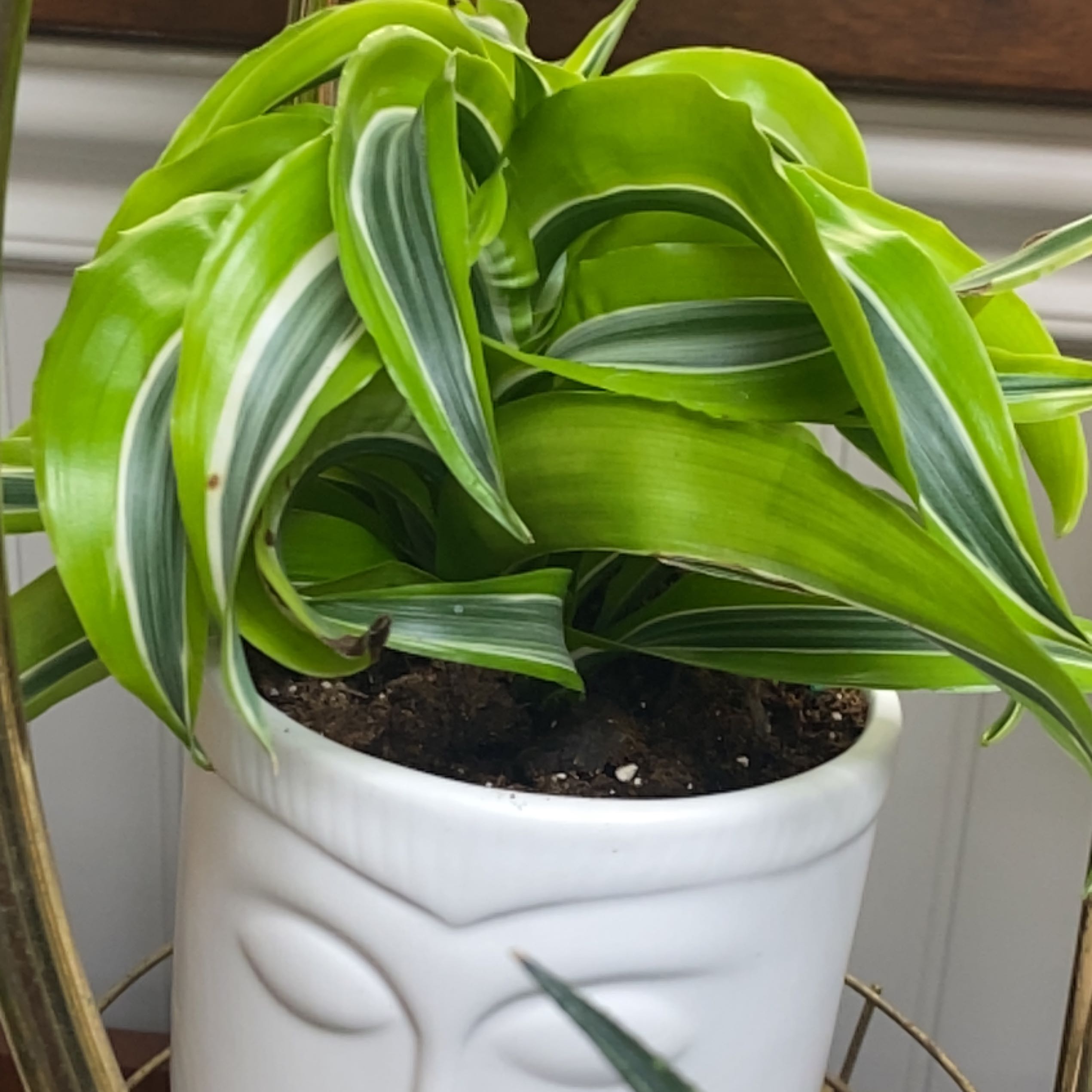 Lemon Surprise Snake Plant in a white pot with vibrant green and white variegated leaves.