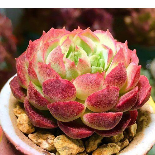 Photo of the plant species echeveria 'Red Hole' by @LunaRiver named Bodhi on Greg, the plant care app