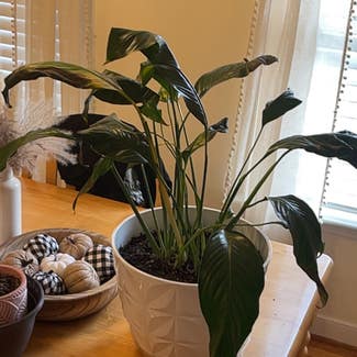 Peace Lily plant in New Kent, Virginia