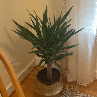 Blue-Stem Yucca plant in New Kent, Virginia