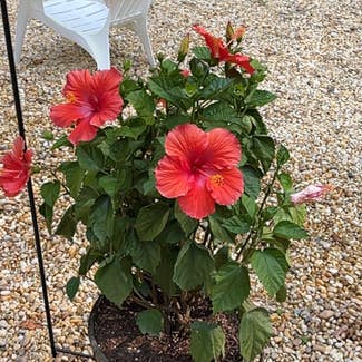 Chinese Hibiscus plant in New Kent, Virginia