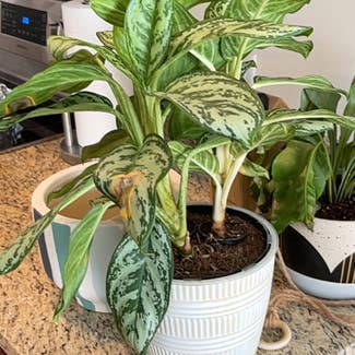 Chinese Evergreen plant in New Kent, Virginia