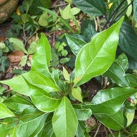 Photo of the plant species Camphor by @SinewyPetiveria named Walt on Greg, the plant care app
