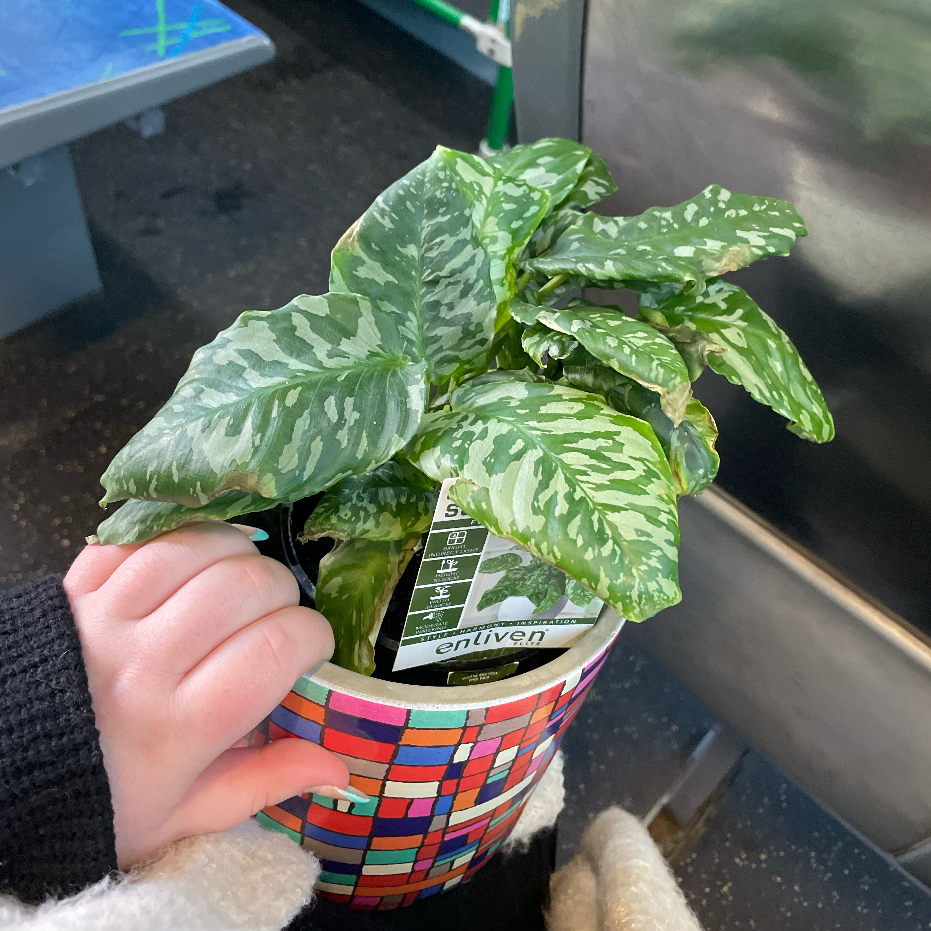 Photo of the plant species Schismatoglottis Sumatran Tiger by @DominantPukatea named Ingenhousz on Greg, the plant care app