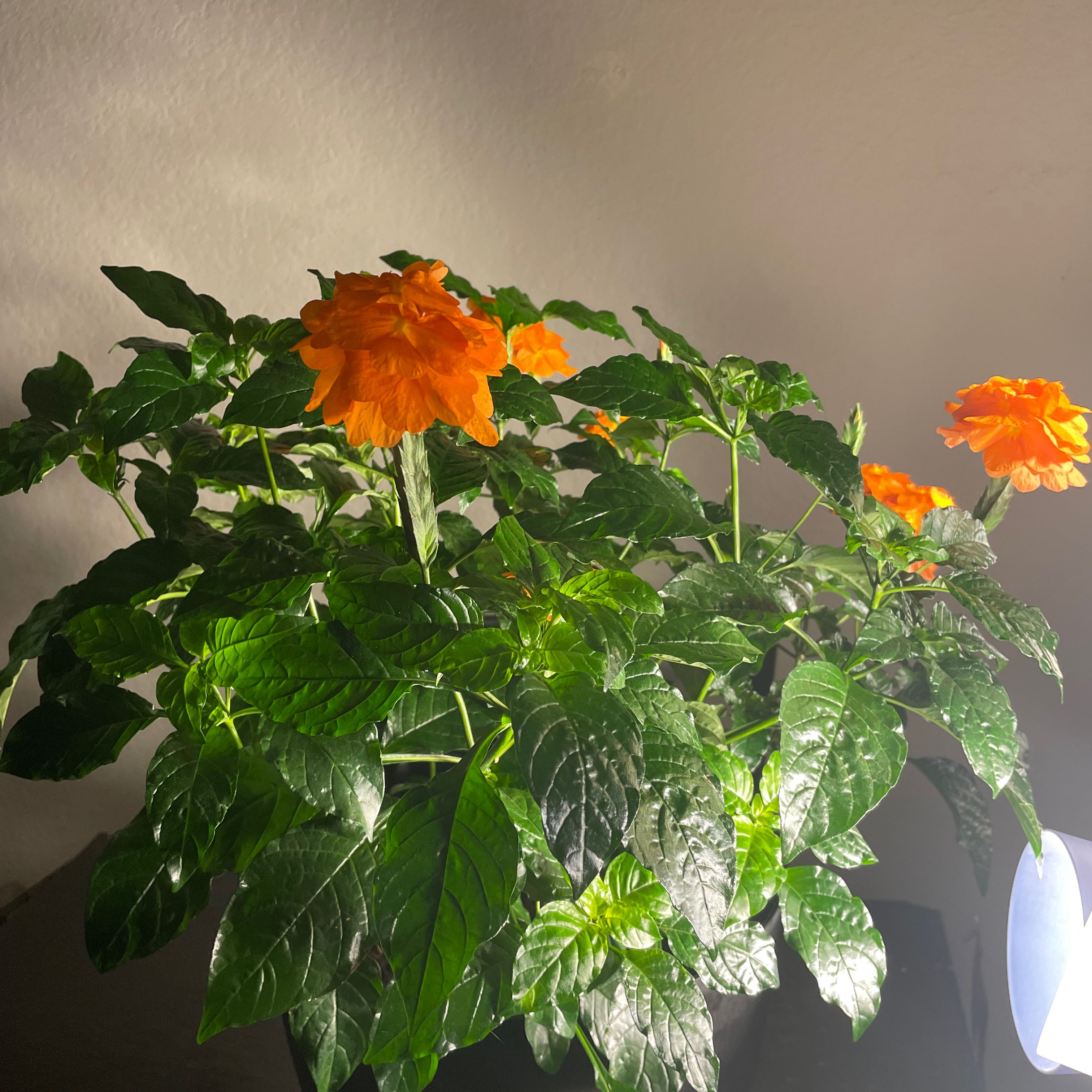 Healthy Firecracker Flower plant with vibrant green leaves and bright orange flowers.