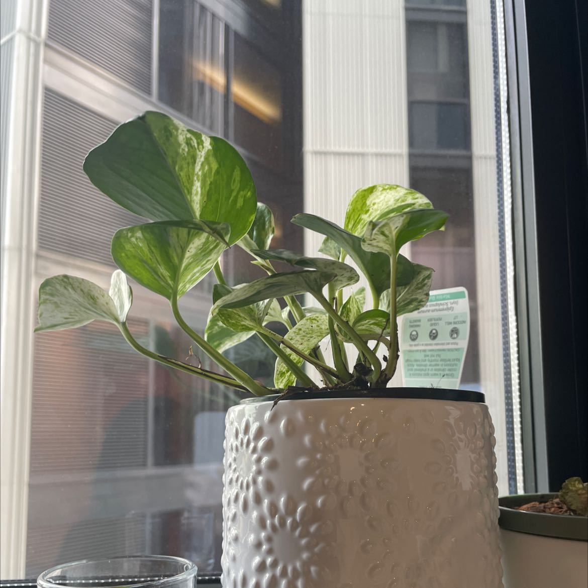Photo of the plant species Snow queen by @Isabellasoasis named Your plant on Greg, the plant care app