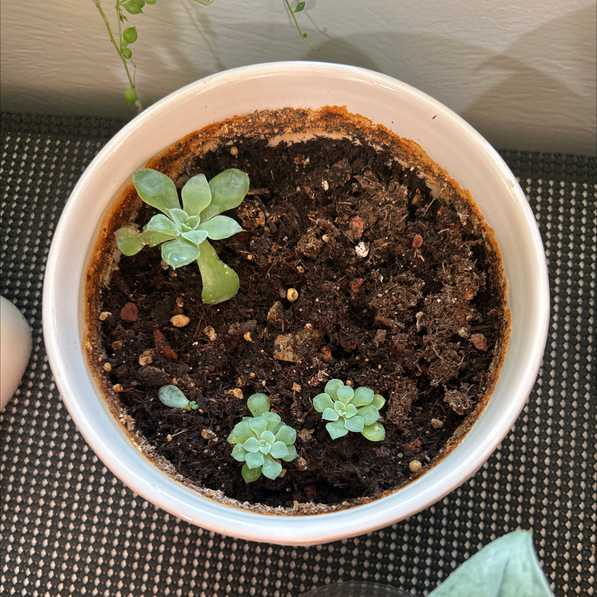 Photo of the plant species Shattering Echeveria by @TriumphantGreen named Ellie on Greg, the plant care app