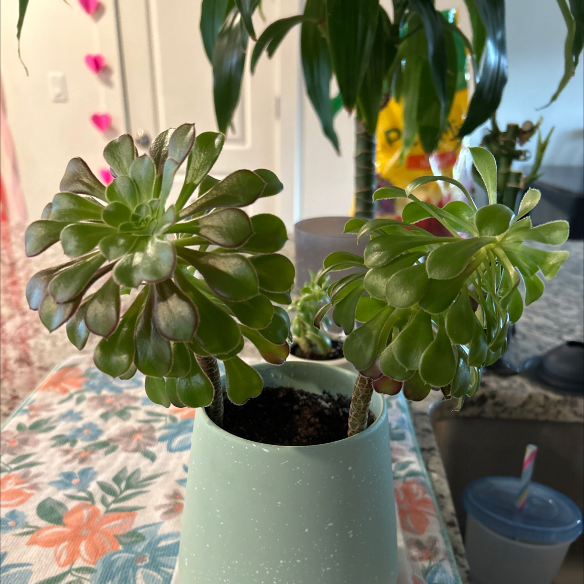 Potted Aeonium arboreum 'Zwartkop' with two rosettes, healthy appearance.