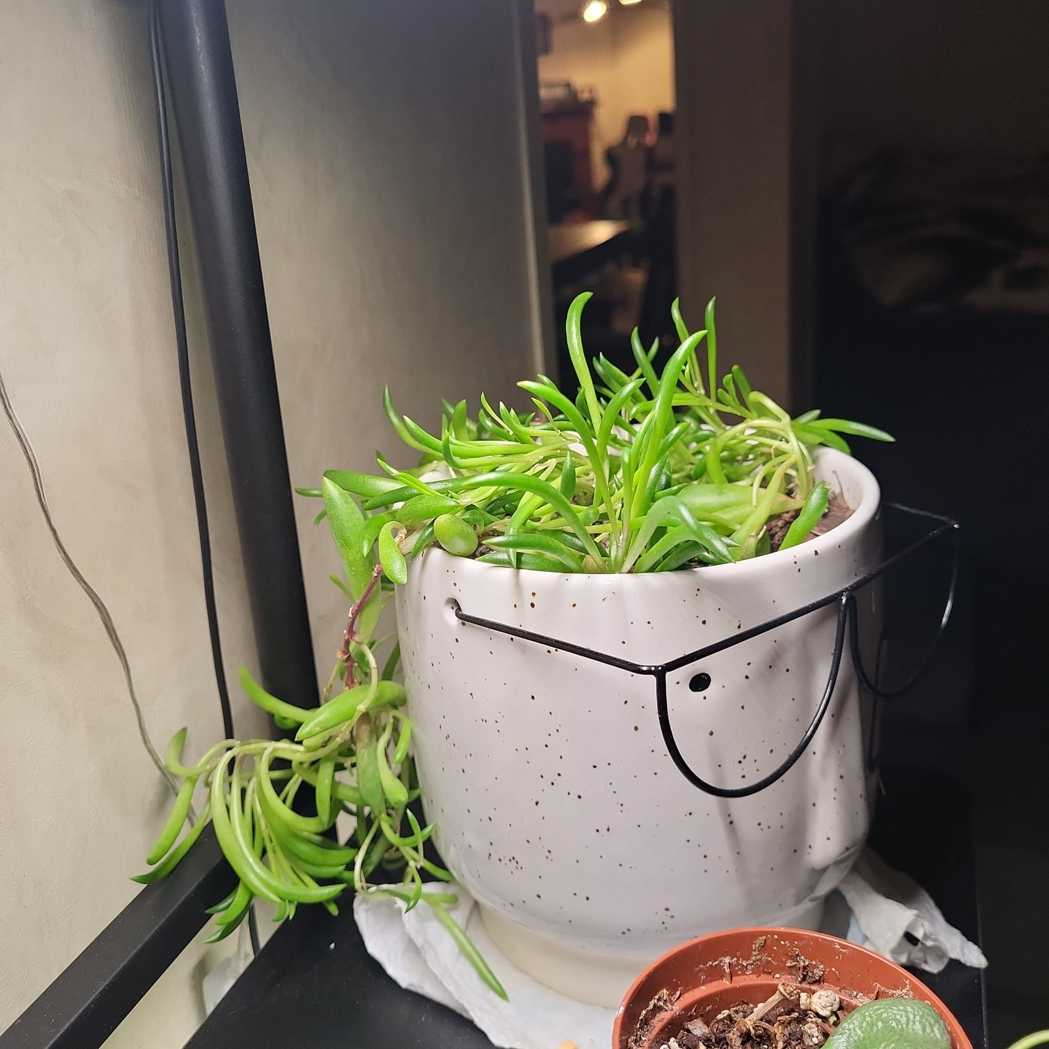 Potted Shoreline Sea Purslane with long green leaves, placed indoors.