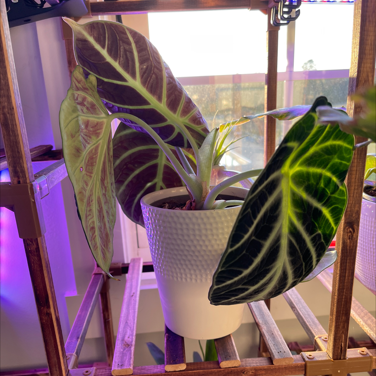 Alocasia ninja plant in a white pot on a wooden shelf with dark green leaves and white veins.