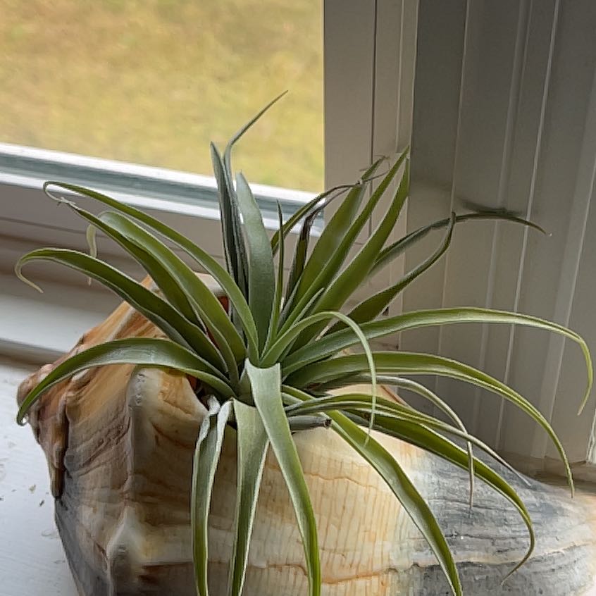 Capitata Air Plant in a shell by a window, appearing healthy with green leaves.