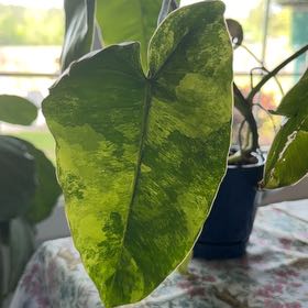 Photo of the plant species Burl Marx Philo by @Halfhalf named Queen on Greg, the plant care app