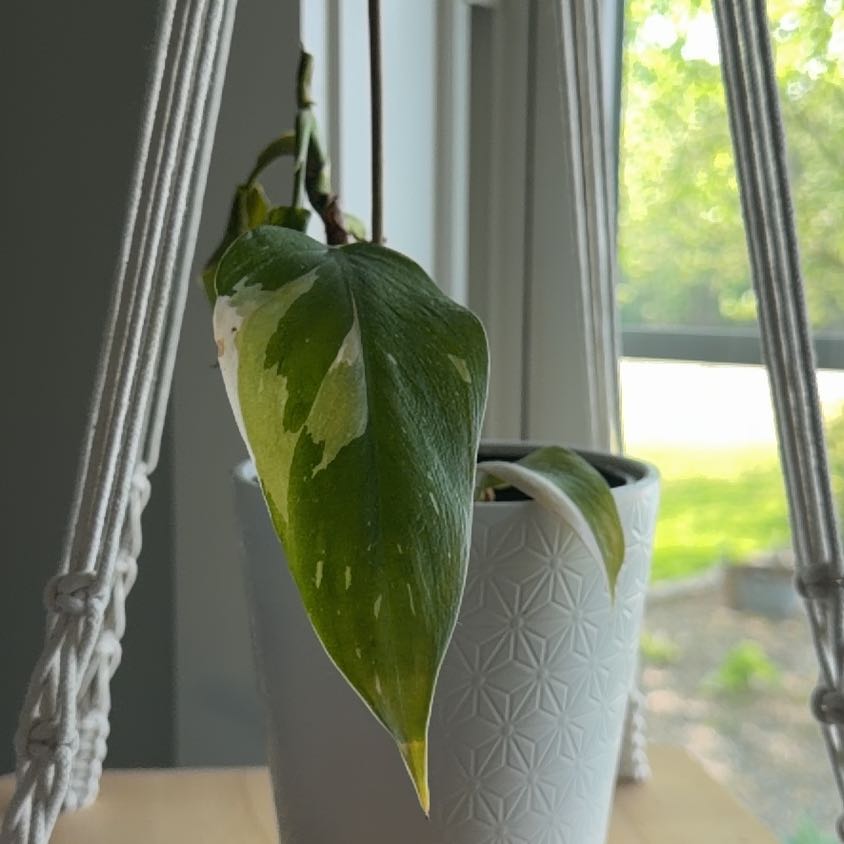 Photo of the plant species Philodendron White Wizard by @Halfhalf named Planty on Greg, the plant care app