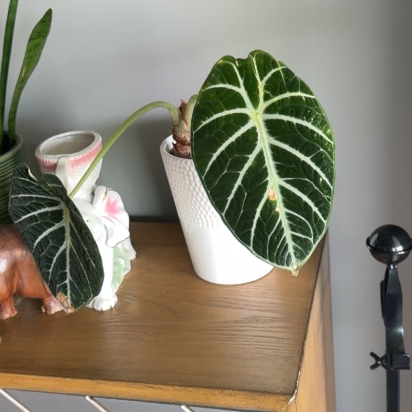 Photo of the plant species alocasia ninja by @Halfhalf named Bodhi on Greg, the plant care app