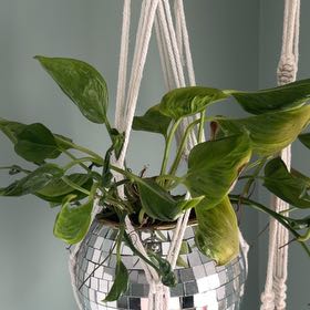 Photo of the plant species Pothos 'Shangri La' by @Halfhalf named Khaleesi on Greg, the plant care app