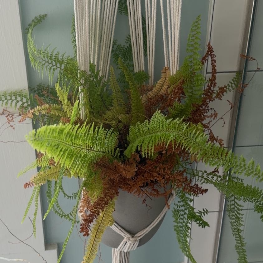 Photo of the plant species Lace Fern by @Halfhalf named LiloStitch on Greg, the plant care app