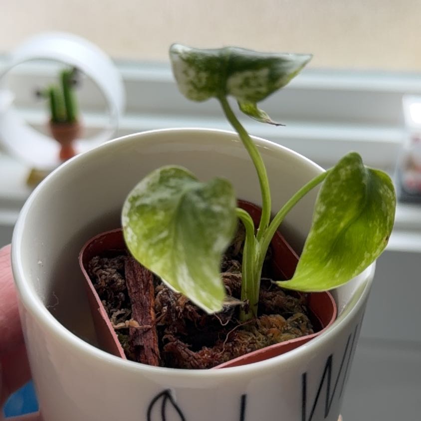 Photo of the plant species Monstera Mint by @Halfhalf named Fernie Mercury on Greg, the plant care app