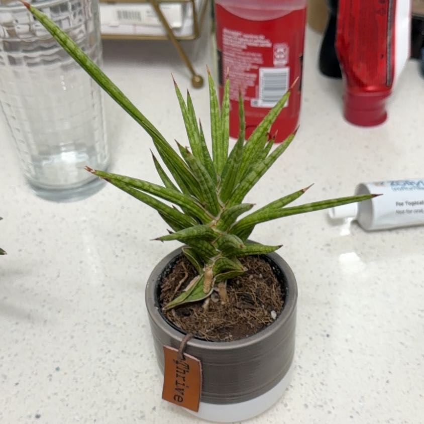 Photo of the plant species Sansevieria francisii by @Halfhalf named Marilyn on Greg, the plant care app