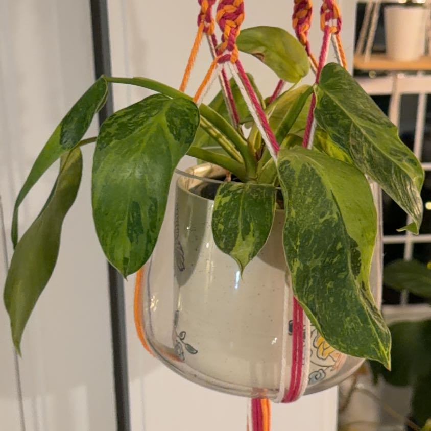 Photo of the plant species Varigated Heart Leaf Philodendron by @Halfhalf named Keanu Leaves on Greg, the plant care app
