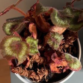 Photo of the plant species Rex Begonia 'Escargot' by @Halfhalf named Bigleef Smalls on Greg, the plant care app