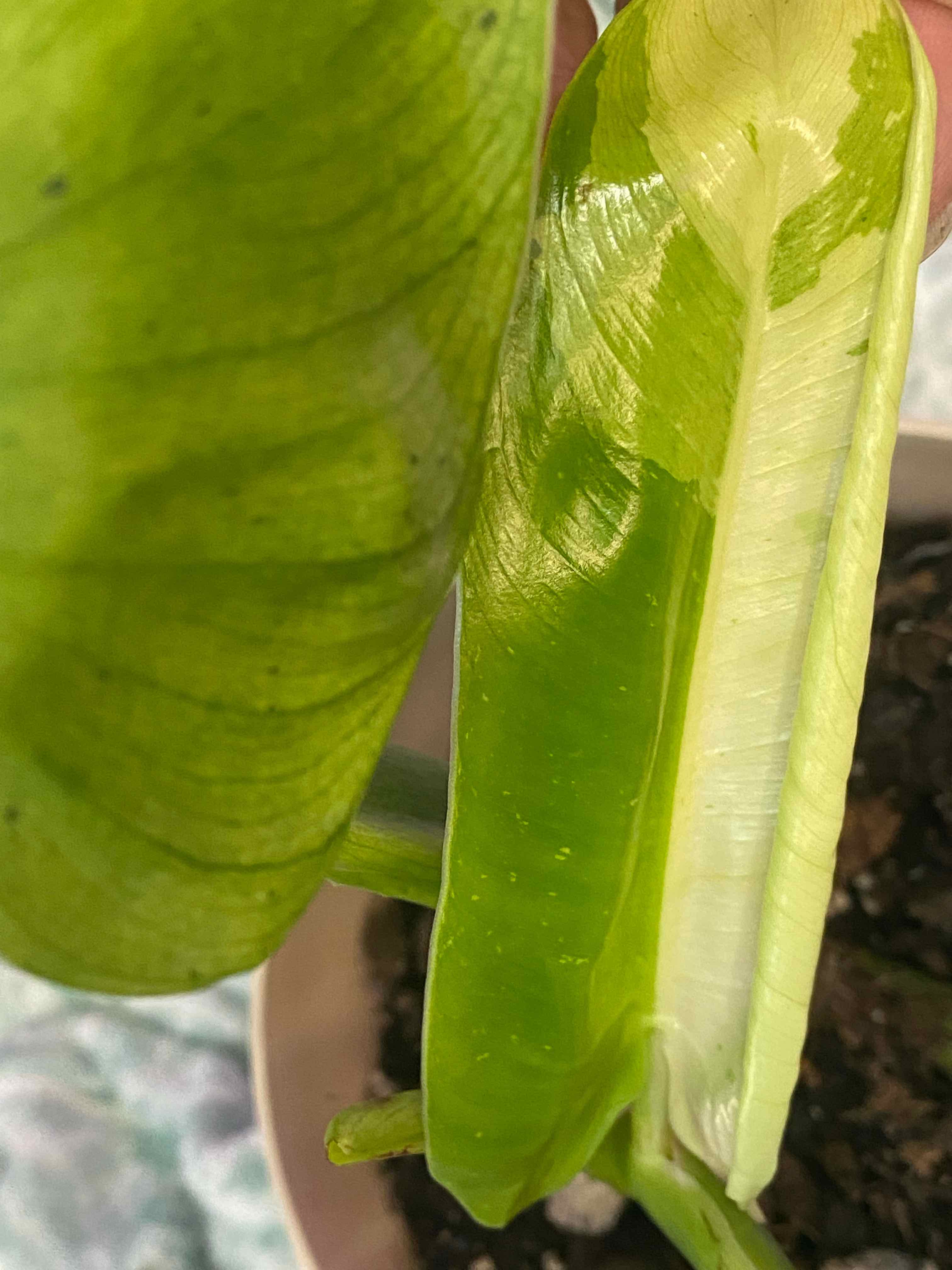 Close-up of a Philodendron 'Jose Buono' leaf with green and variegated white sections.