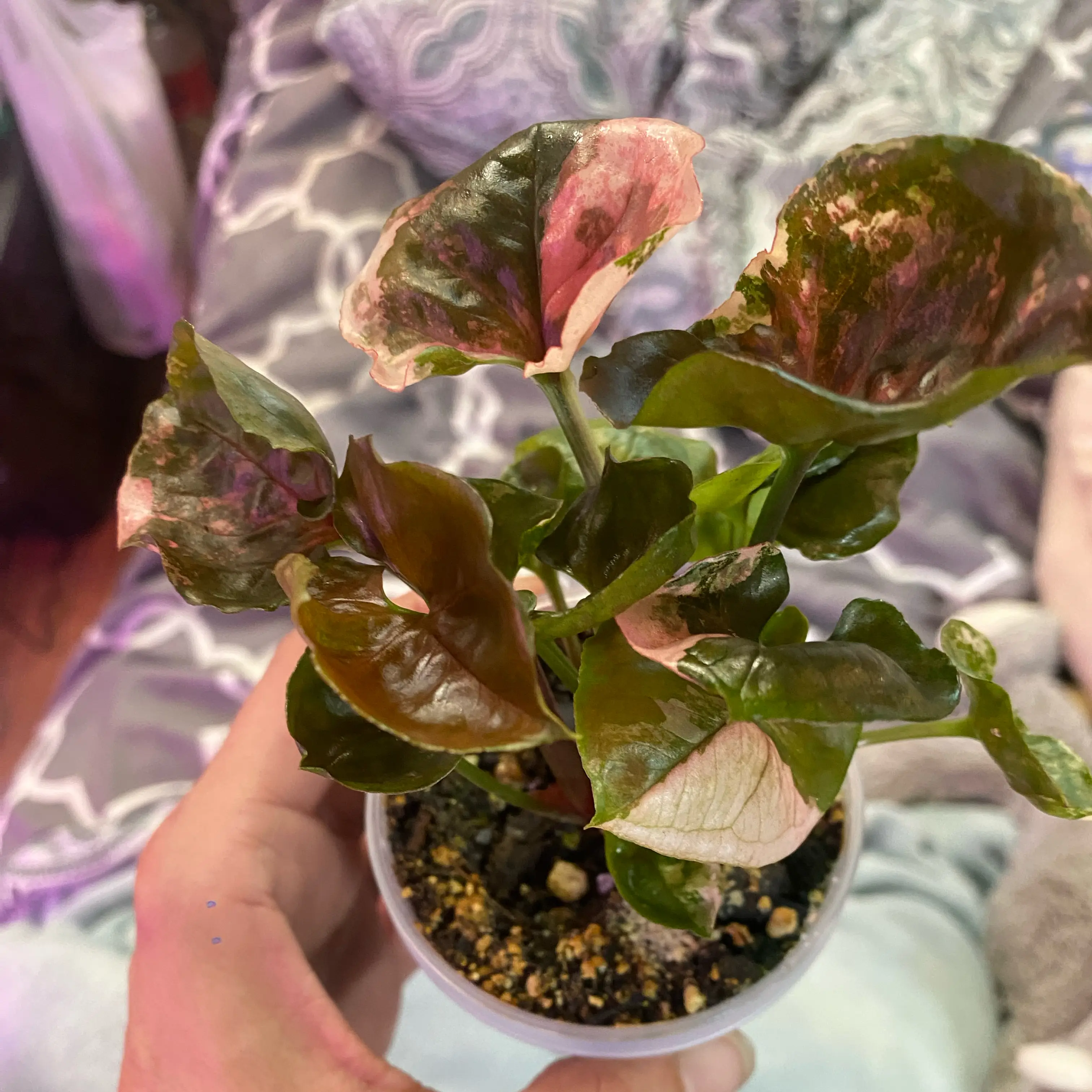 Photo of the plant species Strawberry Ice Galaxy Arrowhead Plant by @Michelle5986 named Madonna on Greg, the plant care app
