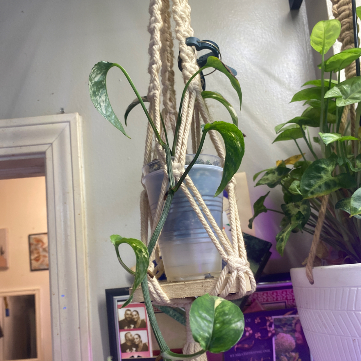 Photo of the plant species Epriprenum Aureum by @Michelle5986 named Elle on Greg, the plant care app