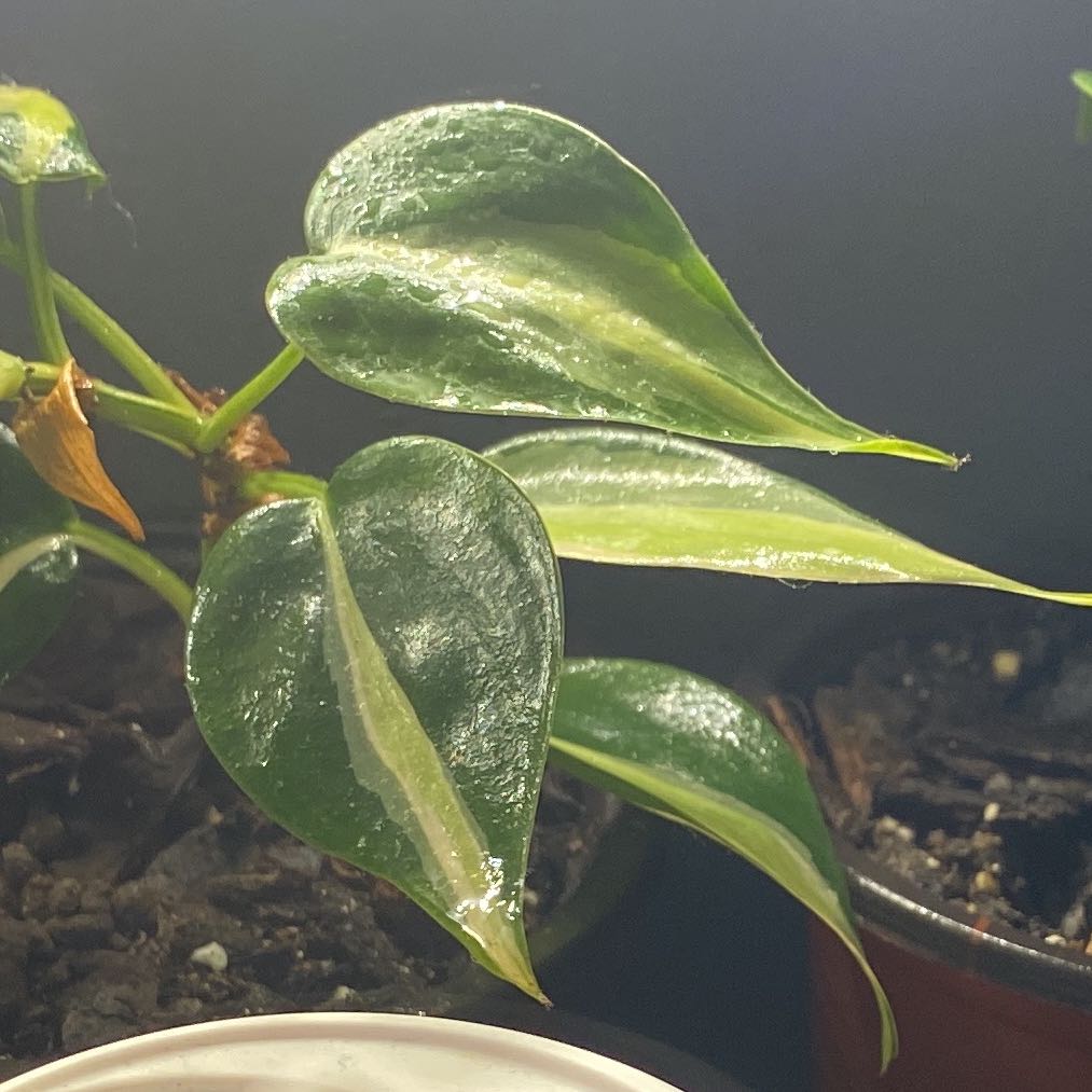 Silver Stripe Philodendron with glossy leaves and minor yellowing on one leaf.