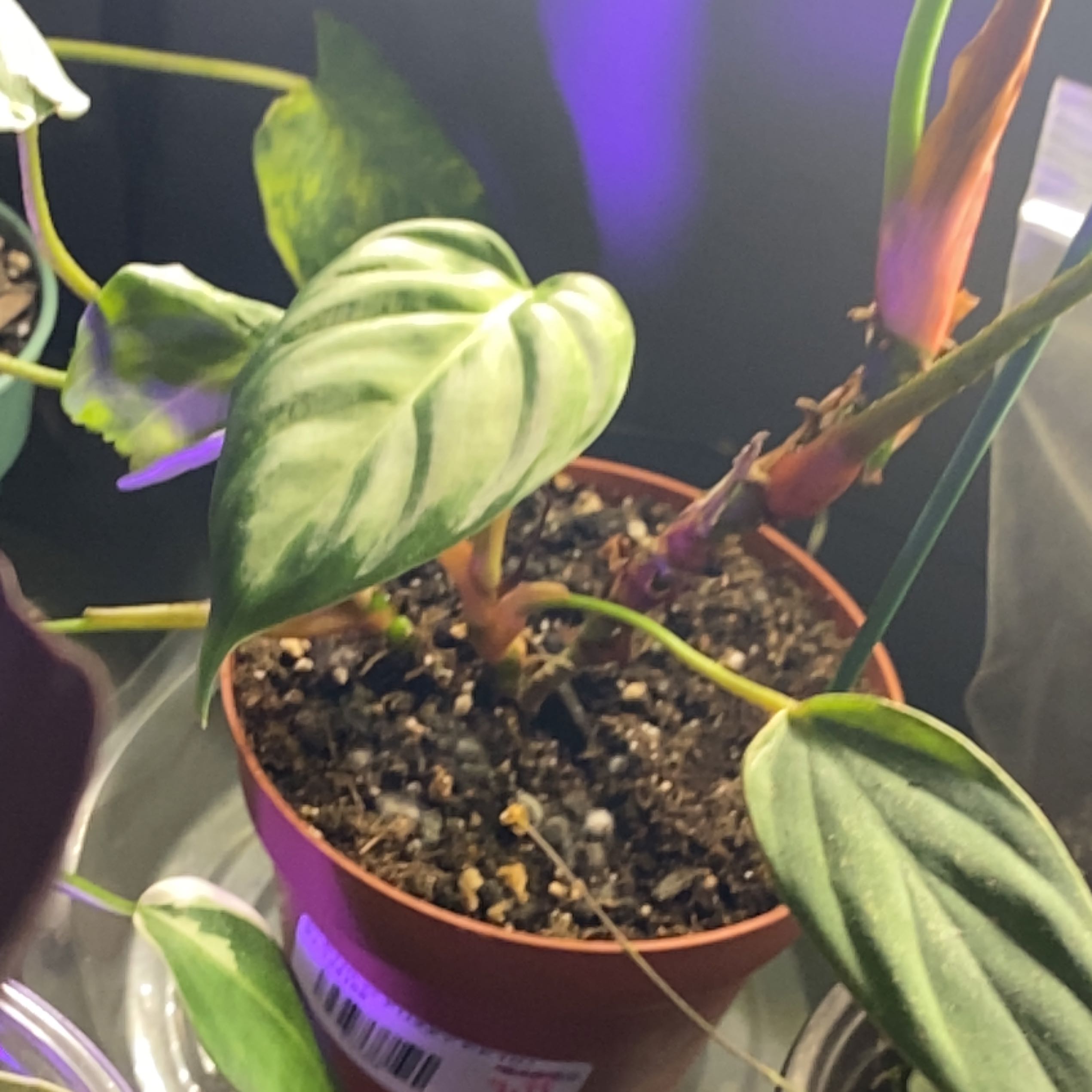 Photo of the plant species Philodendron 'Fuzzy Petiole' by @Michelle5986 named Apollo on Greg, the plant care app
