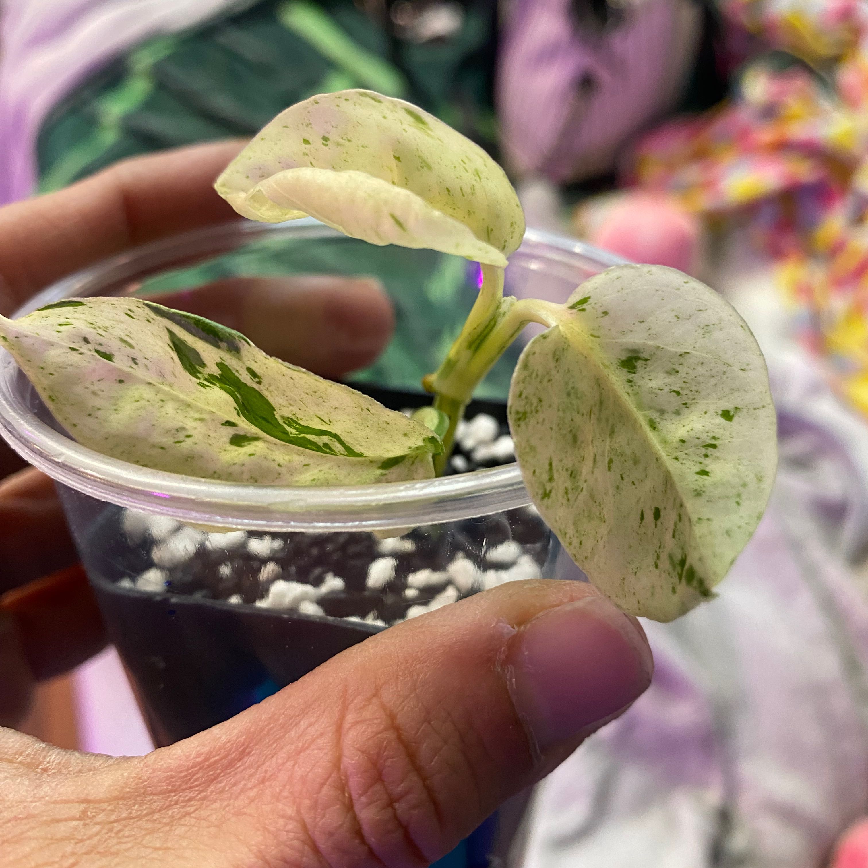 Marble Epipremnum Pinnatum plant in a clear plastic cup with variegated leaves.