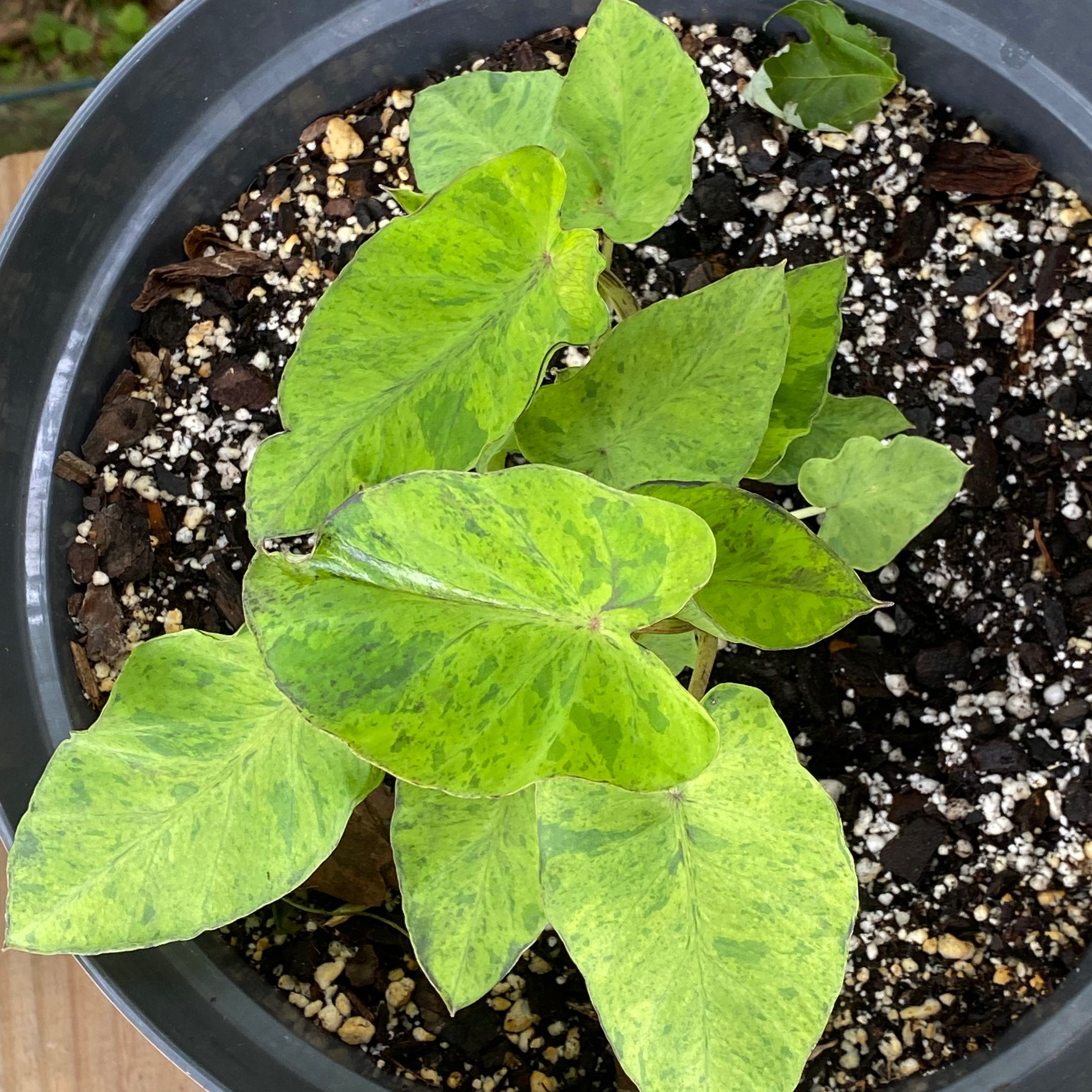 Photo of the plant species elephant ear mojito by @Michelle5986 named Robert Plant on Greg, the plant care app