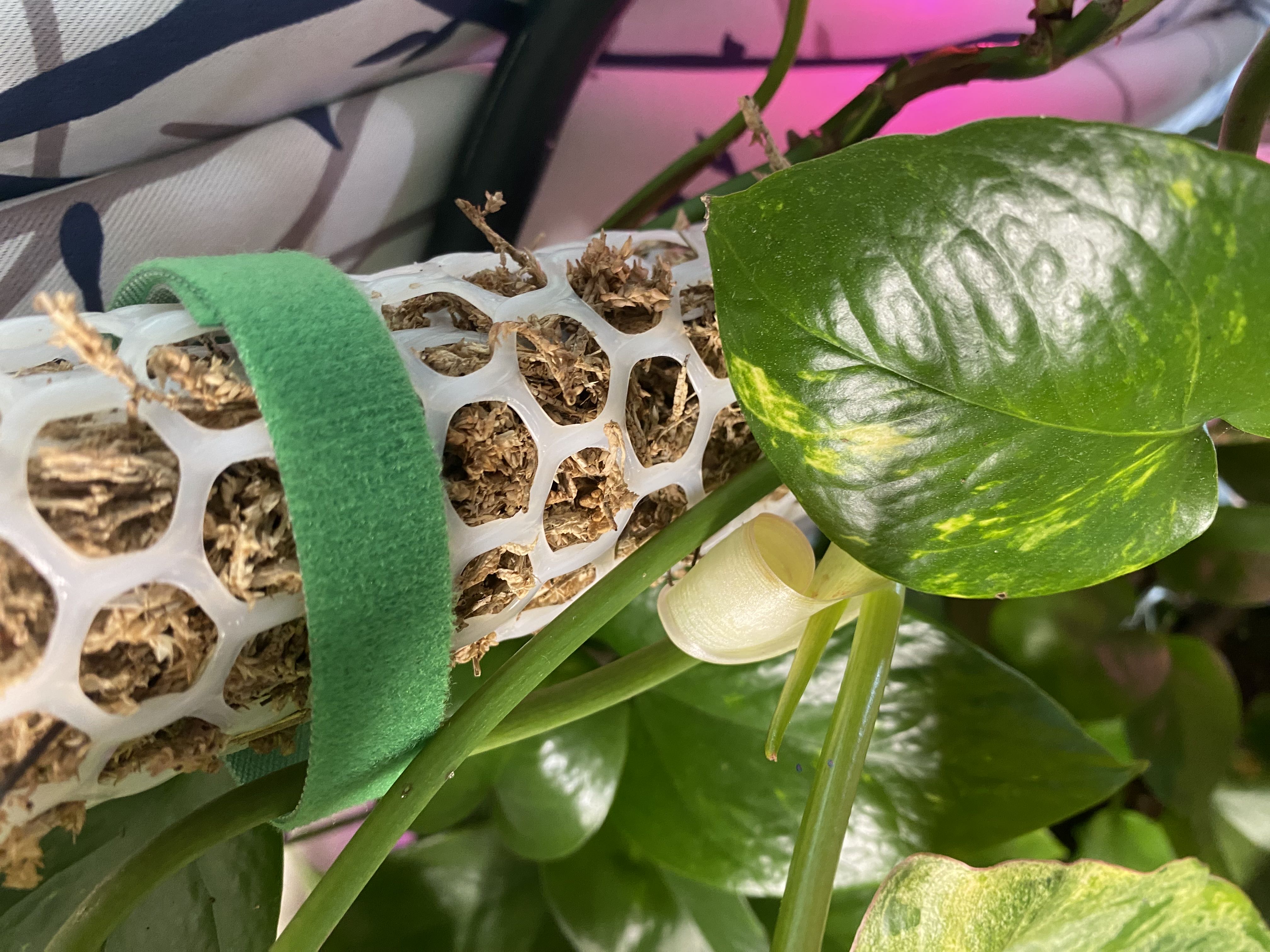 🤒 Why Are There Brown Spots on My Paraiso Verde Philodendron?