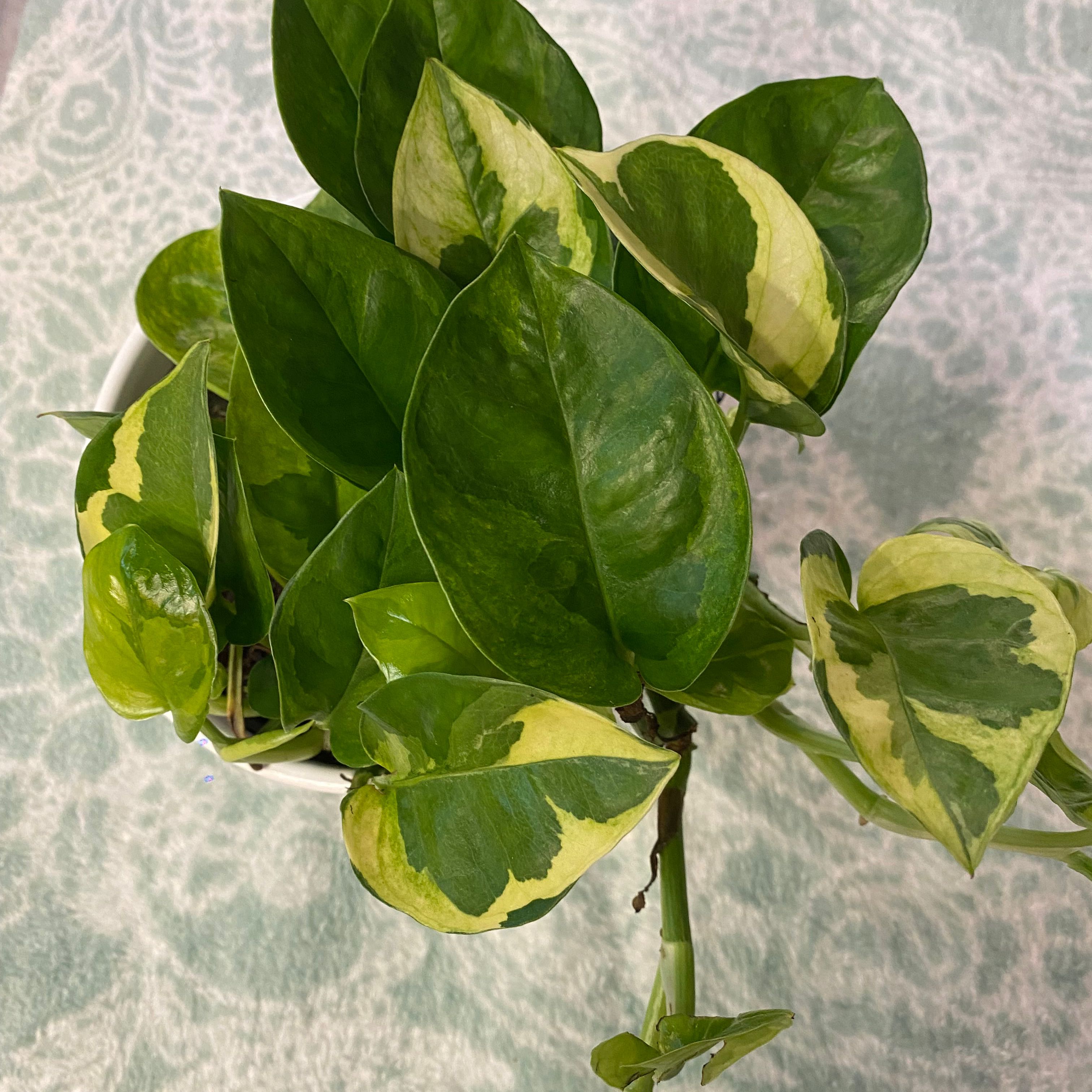 Lemon Meringue Pothos with vibrant green and yellow variegated leaves.