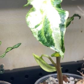 Plant care for Jade Tree on Greg, the plant care app