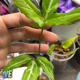 Photo of the plant species little star syngonuim by @Michelle5986 named Harry on Greg, the plant care app